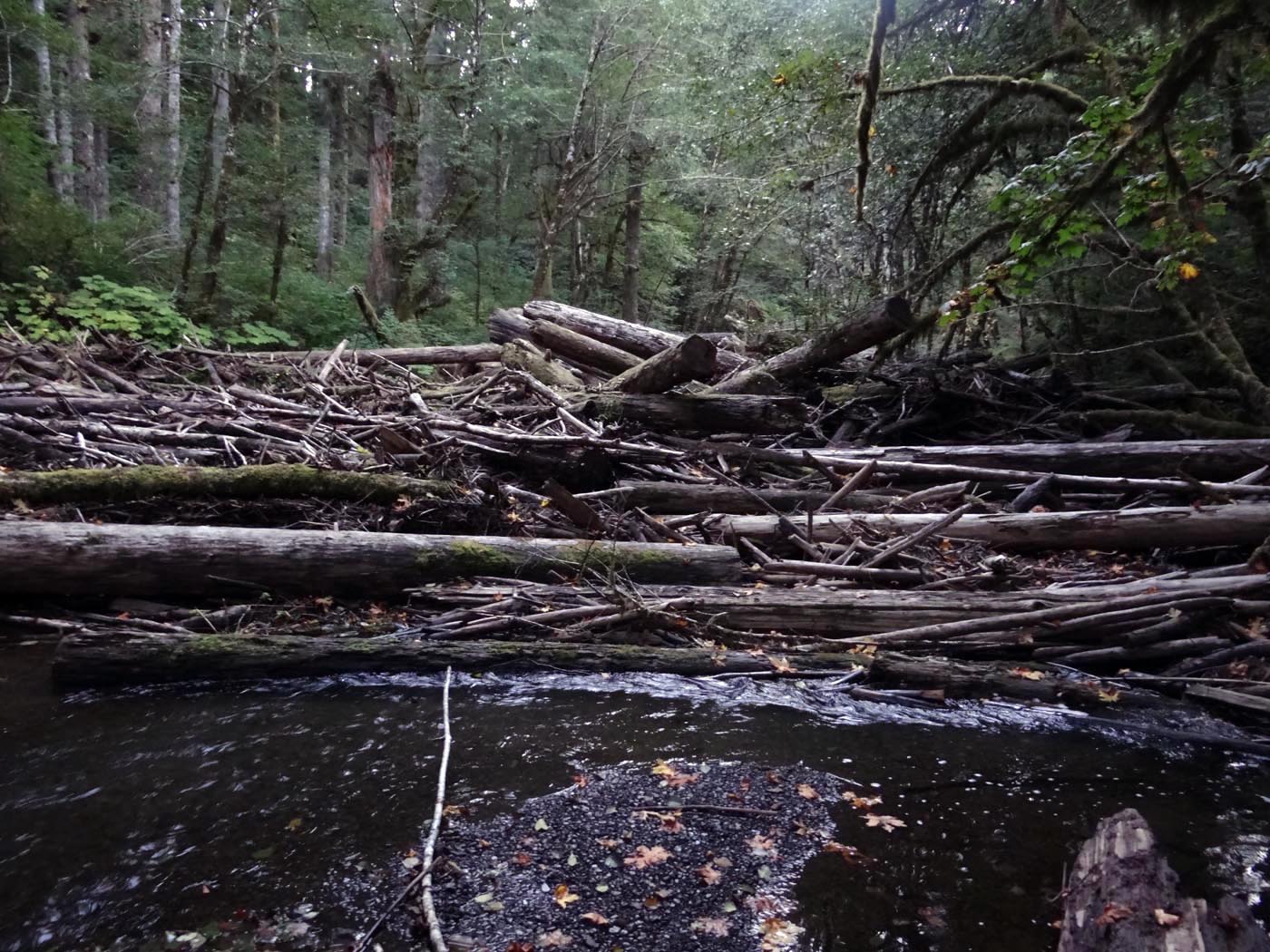 Nestucca River 9-19-2013 JBatchelor